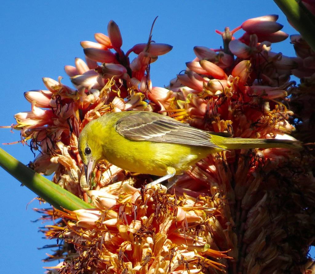 Orchard Oriole - female by Kaaren Perry is licensed under CC BY 2.0.